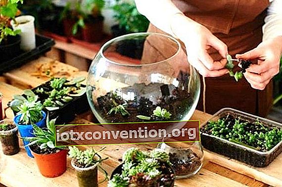 crea il tuo terrario con vaso di vetro e pianta succulenta