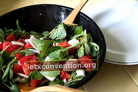 ein Portulak Salat in einer Schüssel als Vorspeise