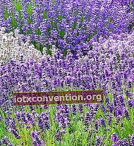 lavender mudah tumbuh di zona kering