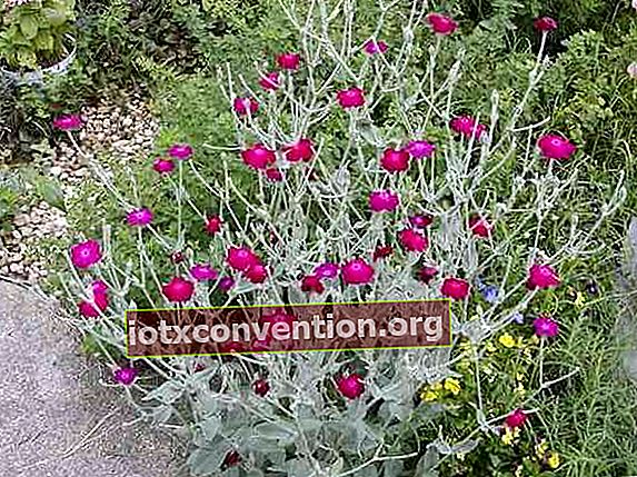 Rose Campion Lychnis leicht zu coquelourde wachsen