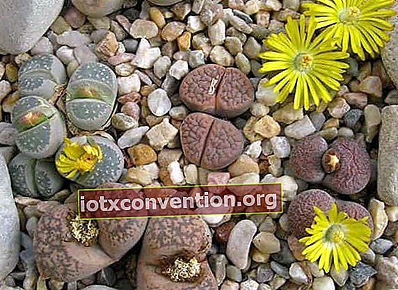 kultivieren Blumenkiesel lebenden Stein