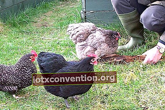 berikan siput ke ayam di kebun sayur