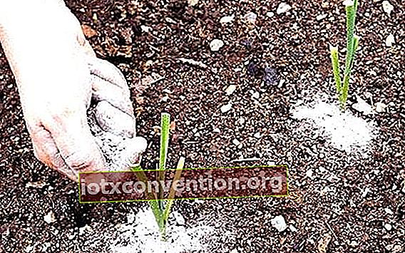 Pflanzen mit Asche versorgen, um sie vor Schnecken zu schützen