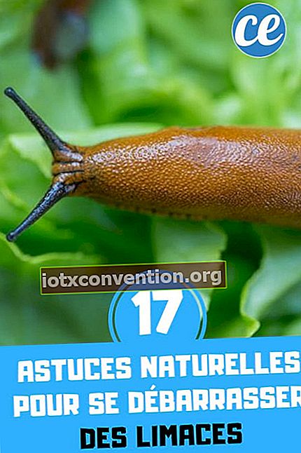 17 petua semula jadi untuk menghilangkan slug