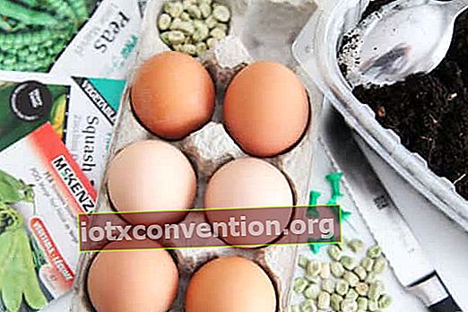 Was brauchst du, um Setzlinge in Eierschalen zu machen?