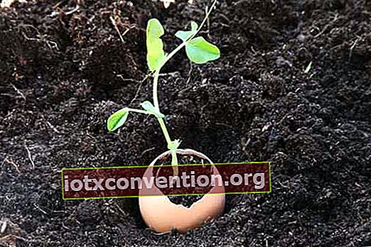 menanam kembali cangkang pot bibit