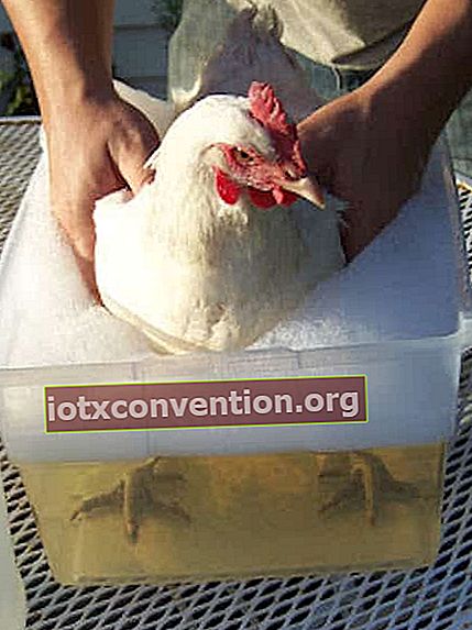 ge desinfektionsmedel mot löss för kycklingar