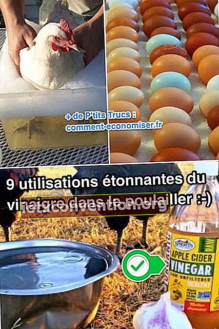 Verwenden Sie Essig Hühnerstall waschen Desinfektion Gerüche