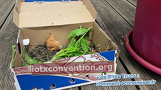 jebakan yang dibuat dengan kotak untuk menangkap earwigs