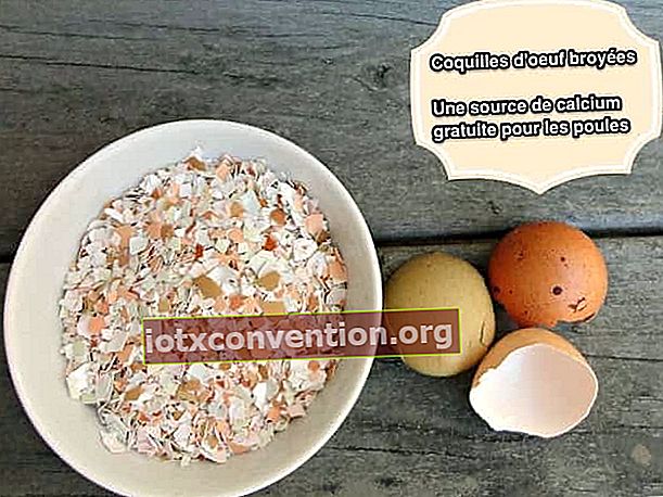 zerkleinerte Eierschalen für Kalzium von Hühnern
