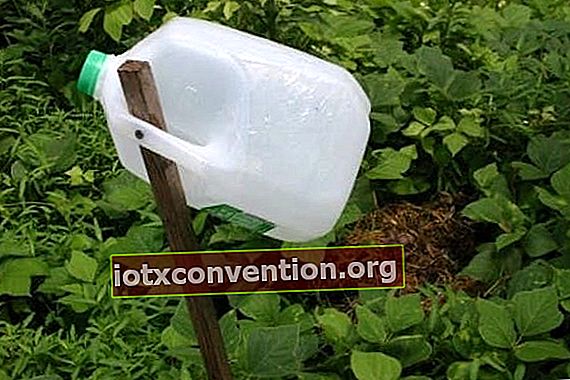 Cara membuat perangkap serangga untuk taman dengan air gula dan botol plastik.