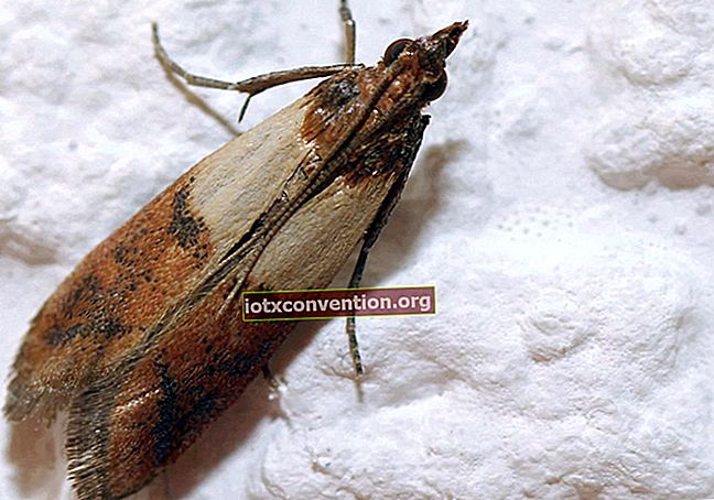 Food Moths: Wie man sie definitiv loswird!