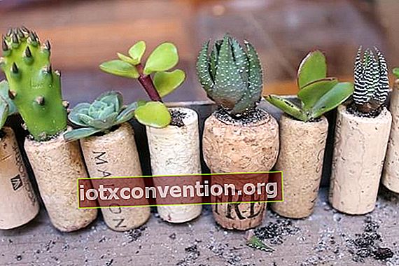 Mini-Kaktustopf im Korkstopfen