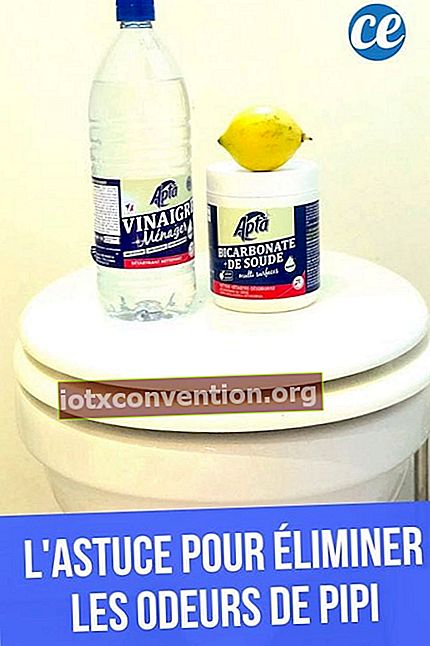 Cuka putih, soda kue dan lemon diletakkan di toilet untuk menghilangkan bau kencing