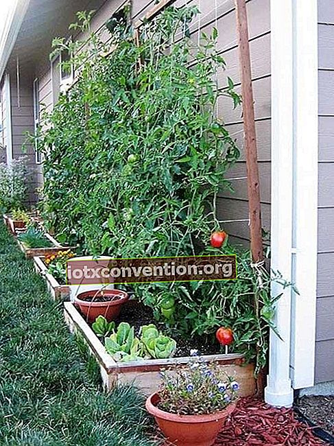 menanam tomato di rumah