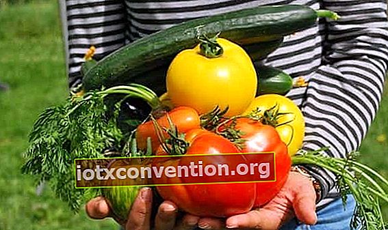 Bagaimana cara menambahkan magnesium sulfat ke kebun sayur Anda?