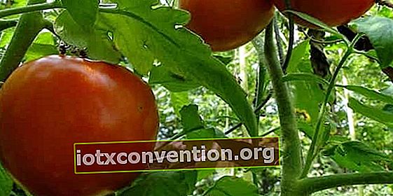 Reagieren Tomaten gut auf Magnesiumsulfat?