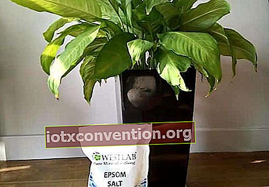 ปุ๋ยเกลือ epsom สำหรับพืชสีเขียว