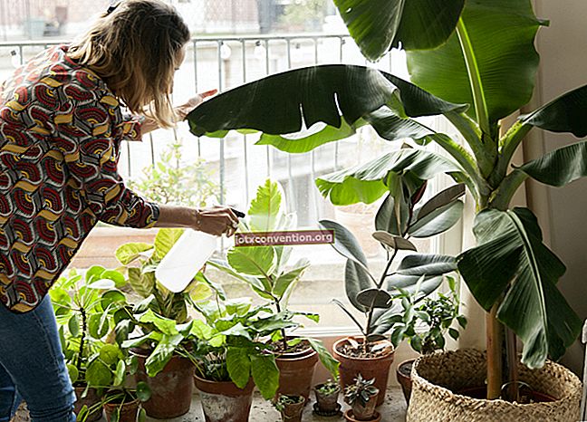 11 depolluting Pflanzen, die die Luft in Ihrem Haus reinigen (ohne Wartung).