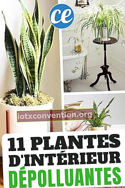 11 tanaman dalam ruangan yang menghilangkan polusi, tahan dan mudah dirawat