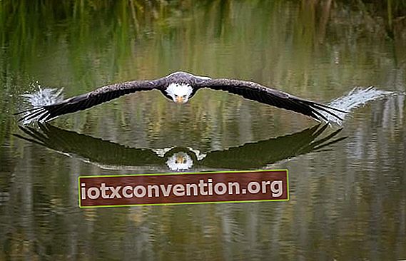 Eagle in bilico su un lago in Canada