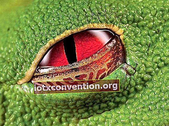 Mata merah dari katak pohon berkutil