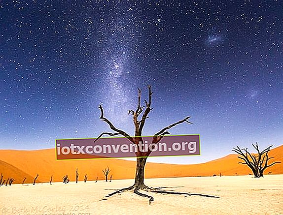 ナミブ砂漠の真ん中に枯れた木