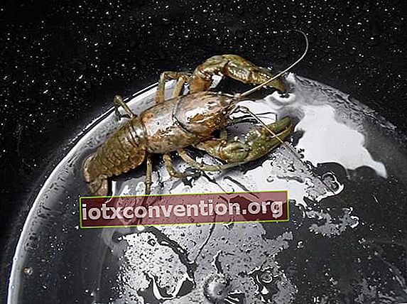 Lobster di ember menyerupai planet Bumi