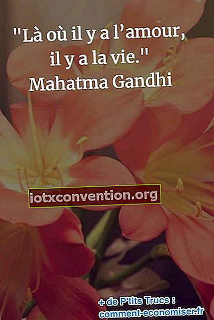 Gandhi Zitat über Leben und Liebe