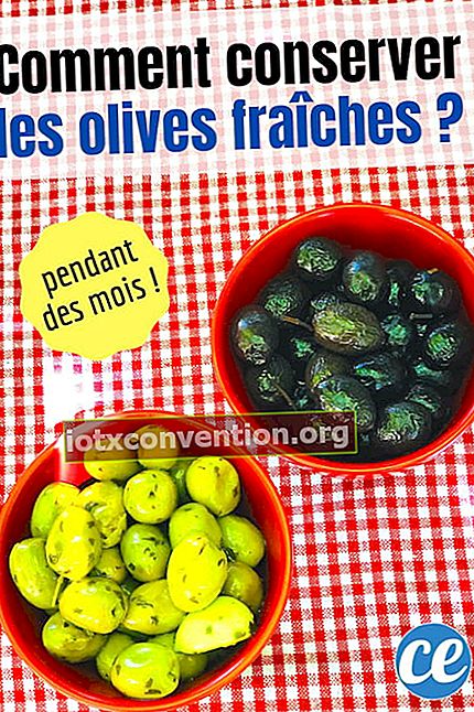 Ecco come conservare le olive fresche per mesi!