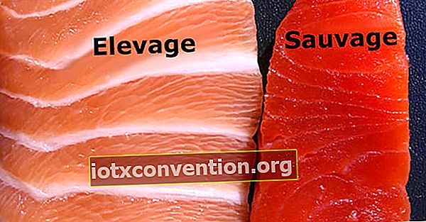 Perbedaan antara salmon budidaya dan salmon liar