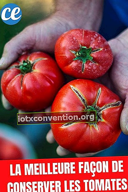 Tiga tomat merah yang indah di tangan seorang pria
