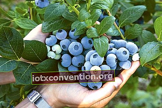 bagaimana memilih jenis blueberry terbaik