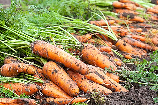 Come conservare le carote per mesi.