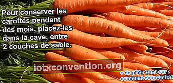 conservare le carote in cantina