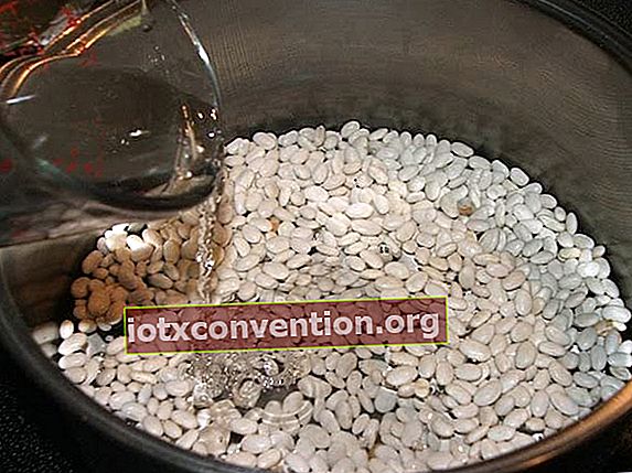 Gunakan kembali air rebusan dari kacang putih sebagai penghilang noda.