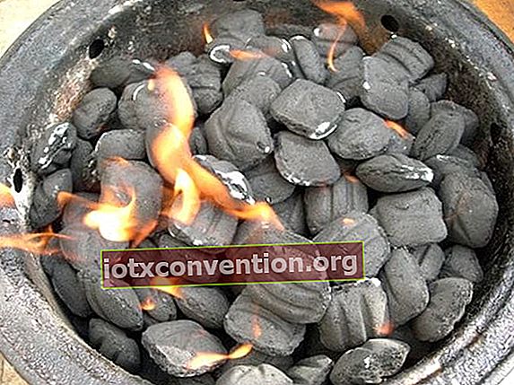 bricchette di carbone per barbecue