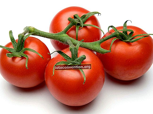 Apa yang perlu dilakukan dengan jus tomato yang dikupas?