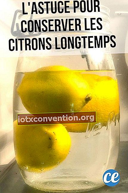 Drei gelbe Zitronen in einem mit Wasser gefüllten Glas im Kühlschrank, um sie lange aufzubewahren