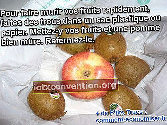 Um die Früchte zu reifen, legen Sie sie in eine Plastiktüte mit einem Loch und einem reifen Apfel
