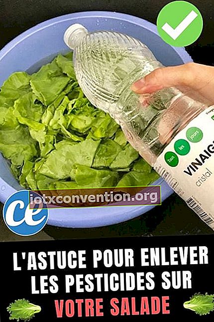 Der einfache und effektive Tipp zum Entfernen von Pestiziden aus einem Salat.