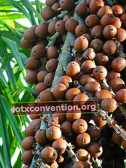Il buriti o frutto della palma telata (o aguaje) è di per sé una cura vitaminica!