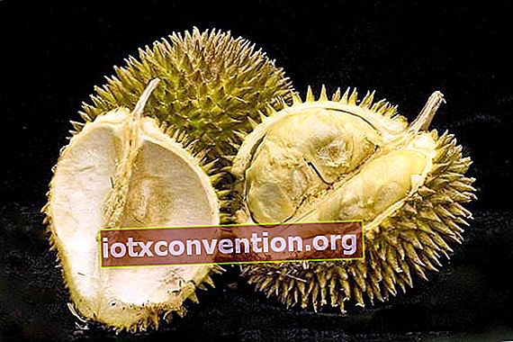 Durian ist eine exotische Frucht, die schlecht riecht