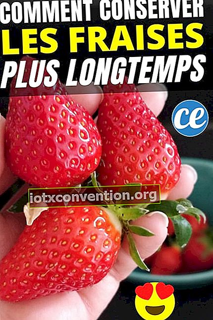 냉장고에 몇 주 동안 딸기를 보관하는 방법.