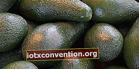 Wussten Sie, dass das Essen von Avocado beim Abnehmen helfen kann?