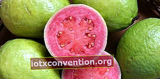Essen Sie Guave, um Gewichtsverlust zu unterstützen