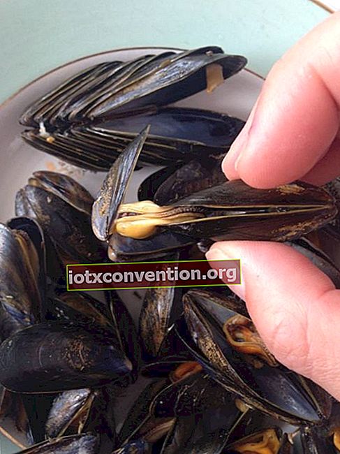 Använd ett tomt musselskal som en klämma att äta