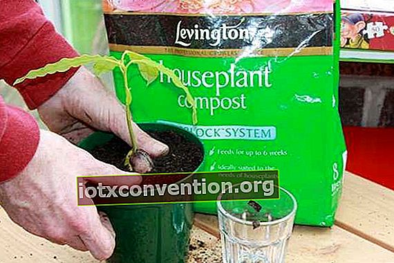 Gunakan tanah pot kaya humus untuk mempromosikan pertumbuhan alpukat