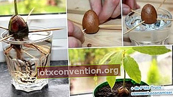 Hur man odlar en avokado från en grop