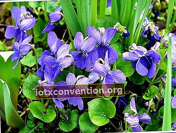 bunga violet liar yang bisa dimakan